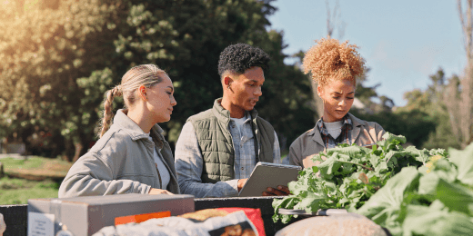 Workers are conducting post harvest management